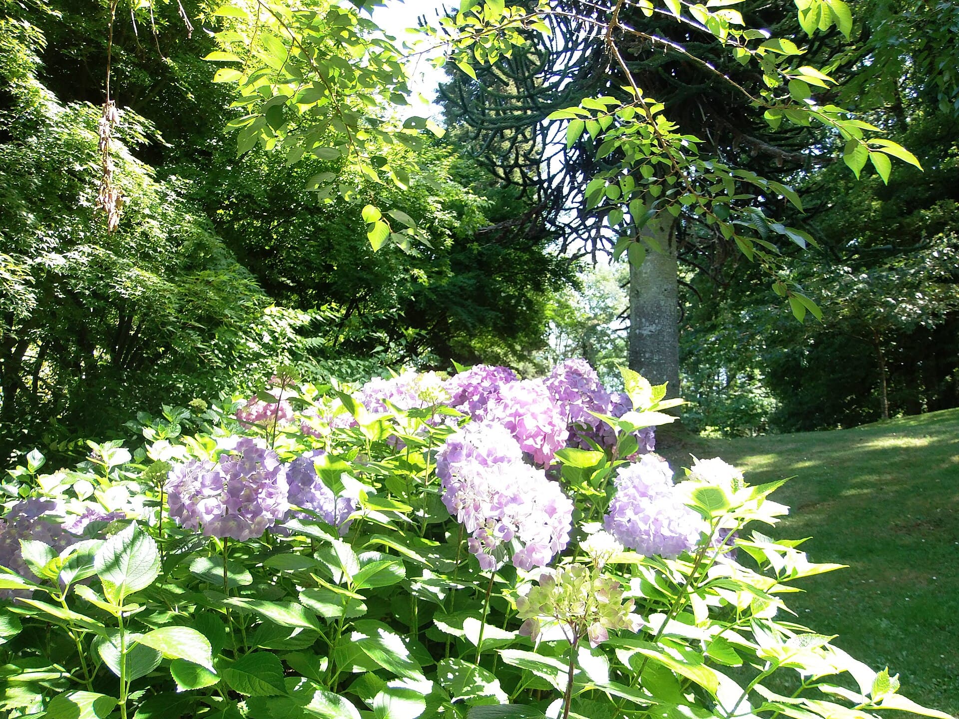 Château de Maulévrier — château à Maulévrier, Maine-et-Loire, inscrit mh